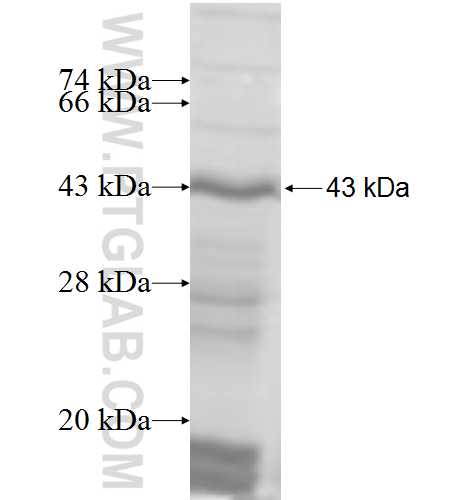 TYR fusion protein Ag8010 SDS-PAGE TYR fusion protein Ag8010 SDS-PAGE