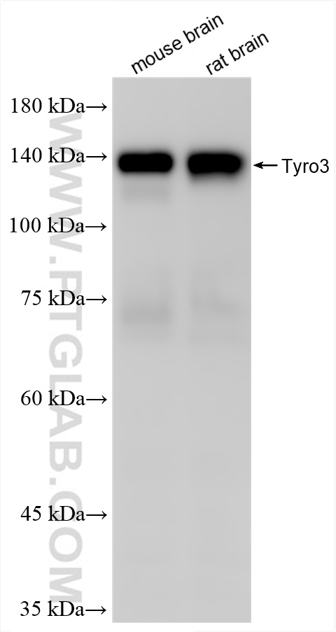 Various lysates were subjected to SDS PAGE followed by western blot with 86404-3-RR (Tyro3 antibody) at dilution of 1:5000 incubated at room temperature for 1.5 hours. WB analysis using 86404-3-RR