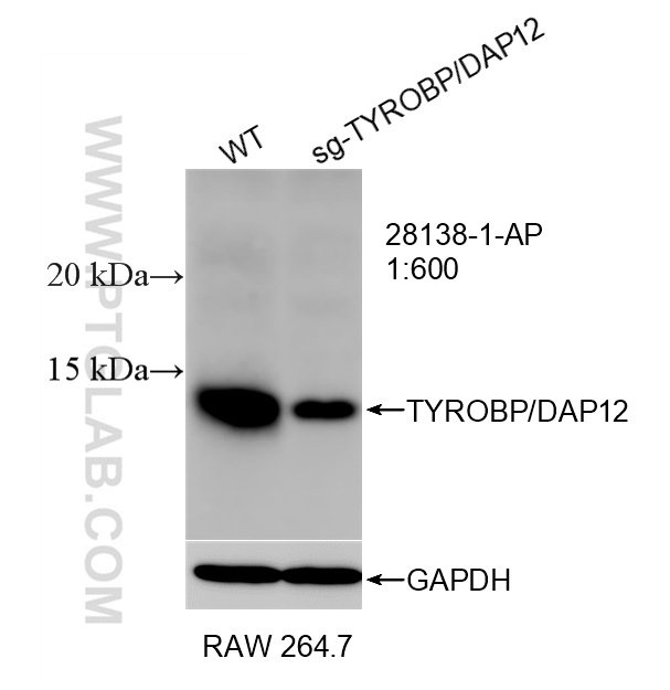 WB analysis of RAW 264.7 using 28138-1-AP
