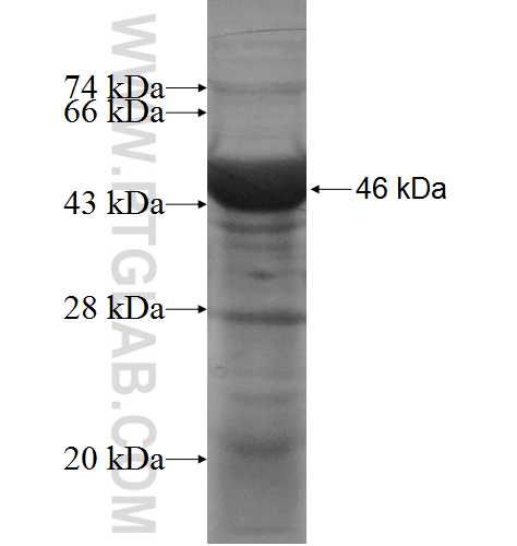 TYRP1 fusion protein Ag10066 SDS-PAGE TYRP1 fusion protein Ag10066 SDS-PAGE