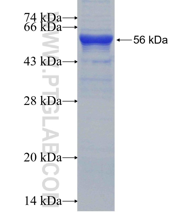 TYW3 fusion protein Ag30156 SDS-PAGE
