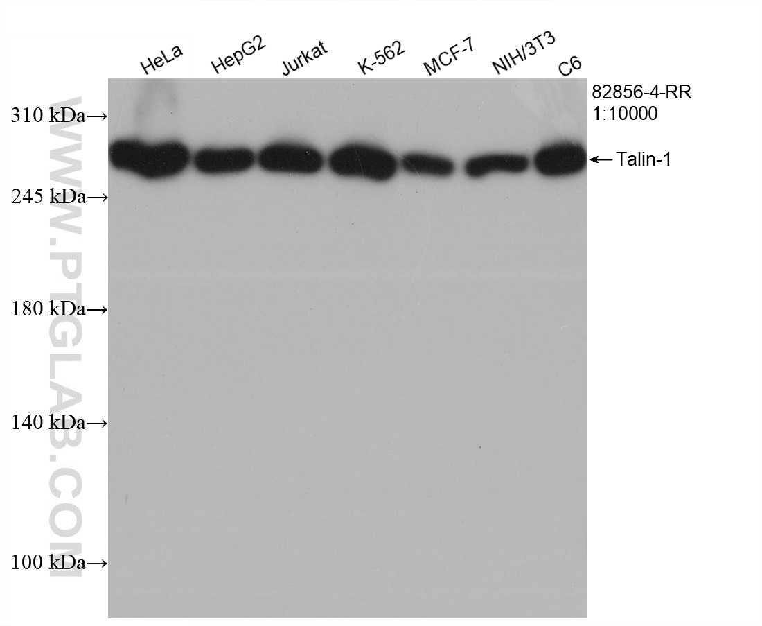 WB analysis using 82856-4-RR