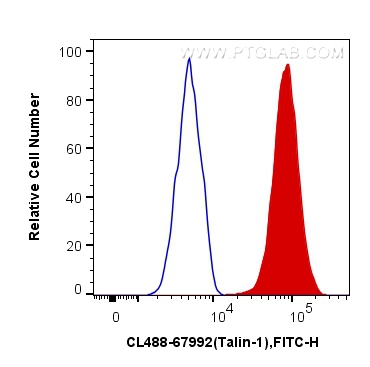 Talin-1