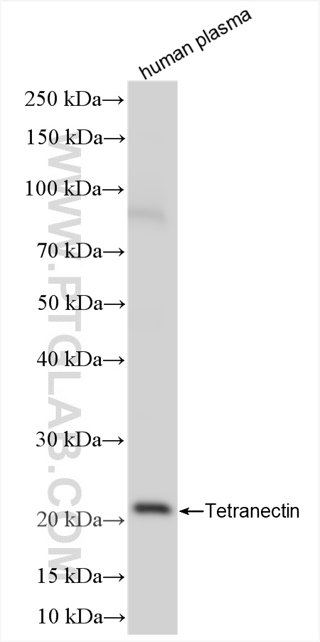 WB analysis using 85689-5-RR
