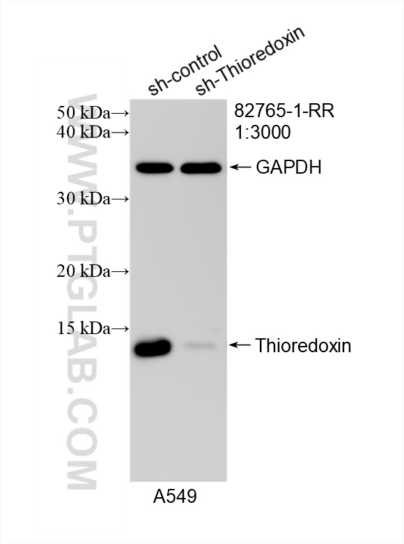 WB analysis of A549 using 82765-1-RR