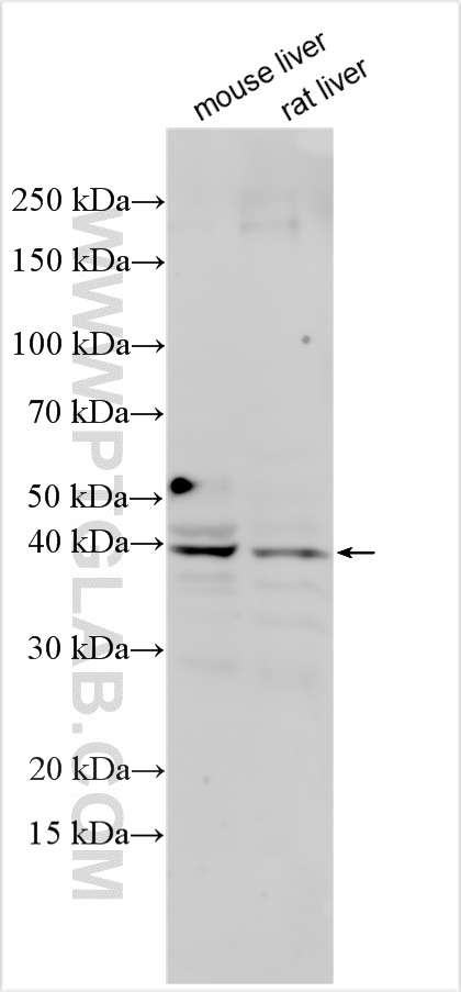 WB analysis using 31259-1-AP