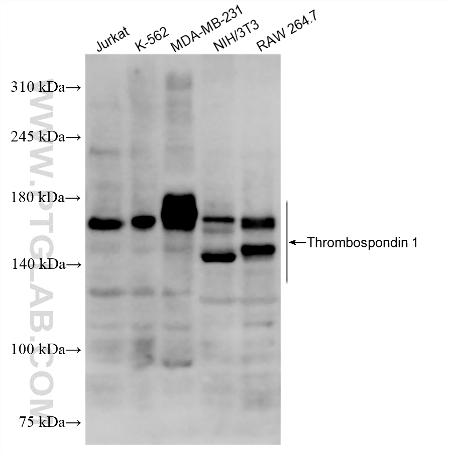 WB analysis using 88117-1-RR