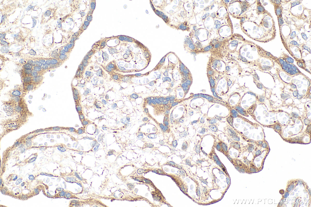 Immunohistochemical analysis of paraffin-embedded human placenta tissue slide using 83627-1-RR (Timp-3 antibody) at dilution of 1:400 (under 40x lens). Heat mediated antigen retrieval with Tris-EDTA buffer (pH 9.0). IHC staining of human placenta using 83627-1-RR
