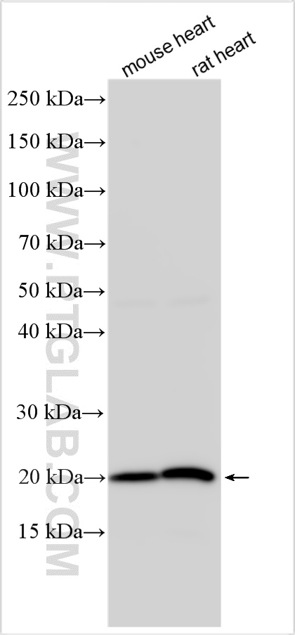 WB analysis using 30869-1-AP