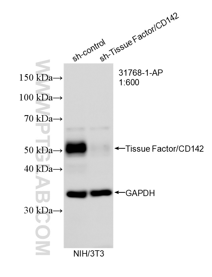 WB analysis of NIH/3T3 using 31768-1-AP