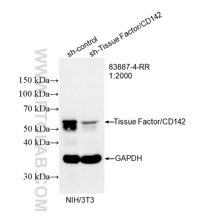 WB analysis of NIH/3T3 using 83887-4-RR