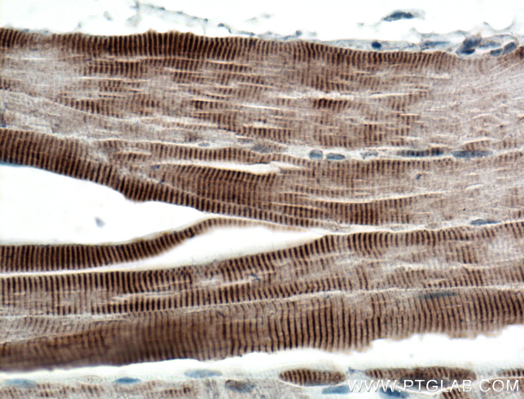 IHC staining of mouse skeletal muscle using 27867-1-AP