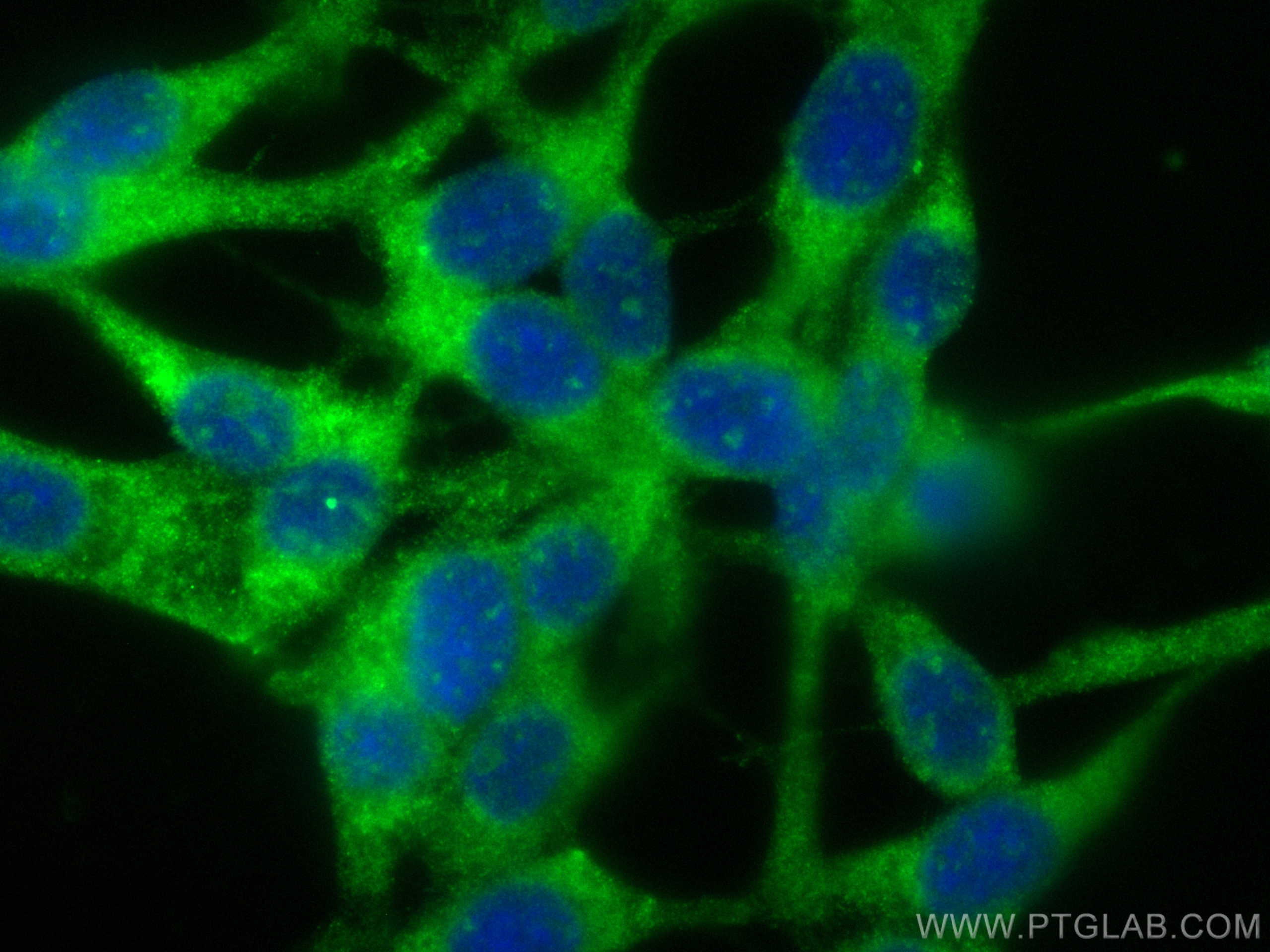 IF Staining of NIH/3T3 using CL488-27867