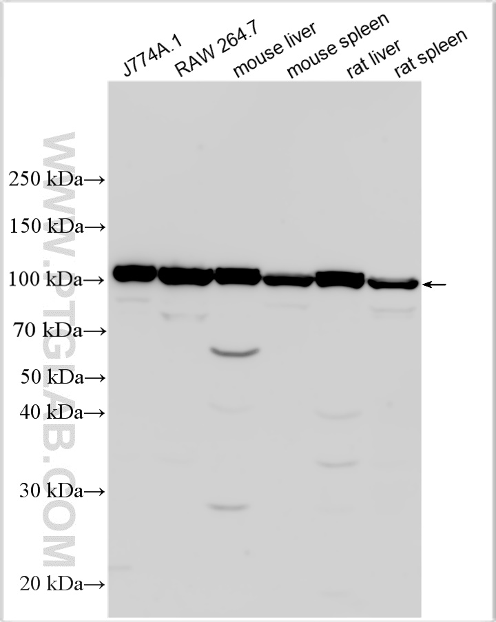 WB analysis using 30400-1-AP