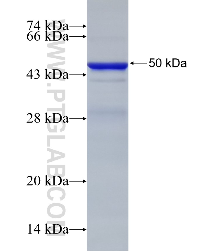 Tlr4 fusion protein Ag32998 SDS-PAGE