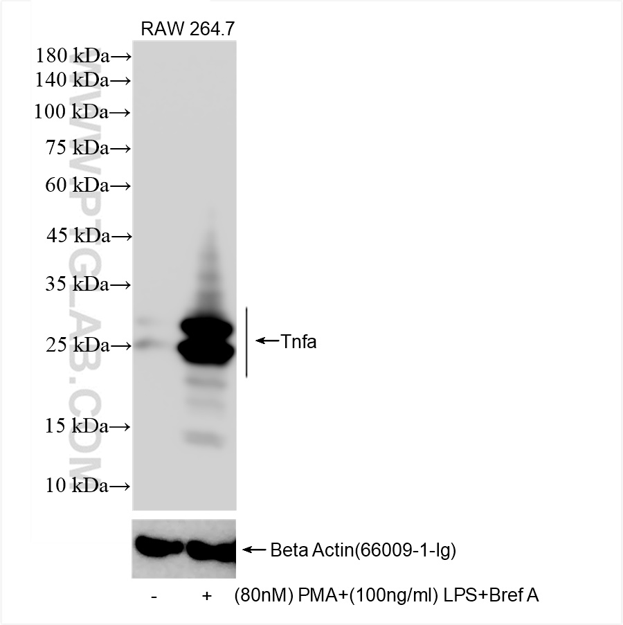 WB analysis of RAW 264.7 using 80258-6-RR (same clone as 80258-6-PBS)