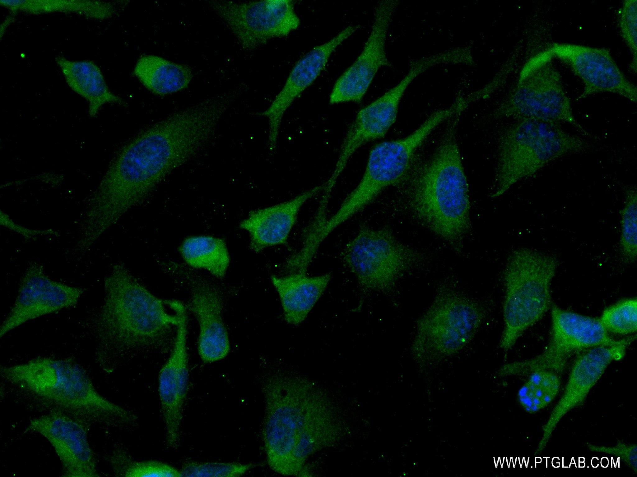 IF Staining of HeLa using 83065-2-RR