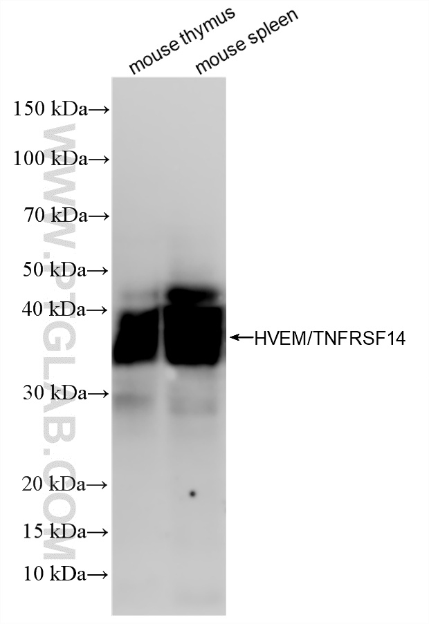 WB analysis using 87402-1-RR (same clone as 87402-1-PBS)
