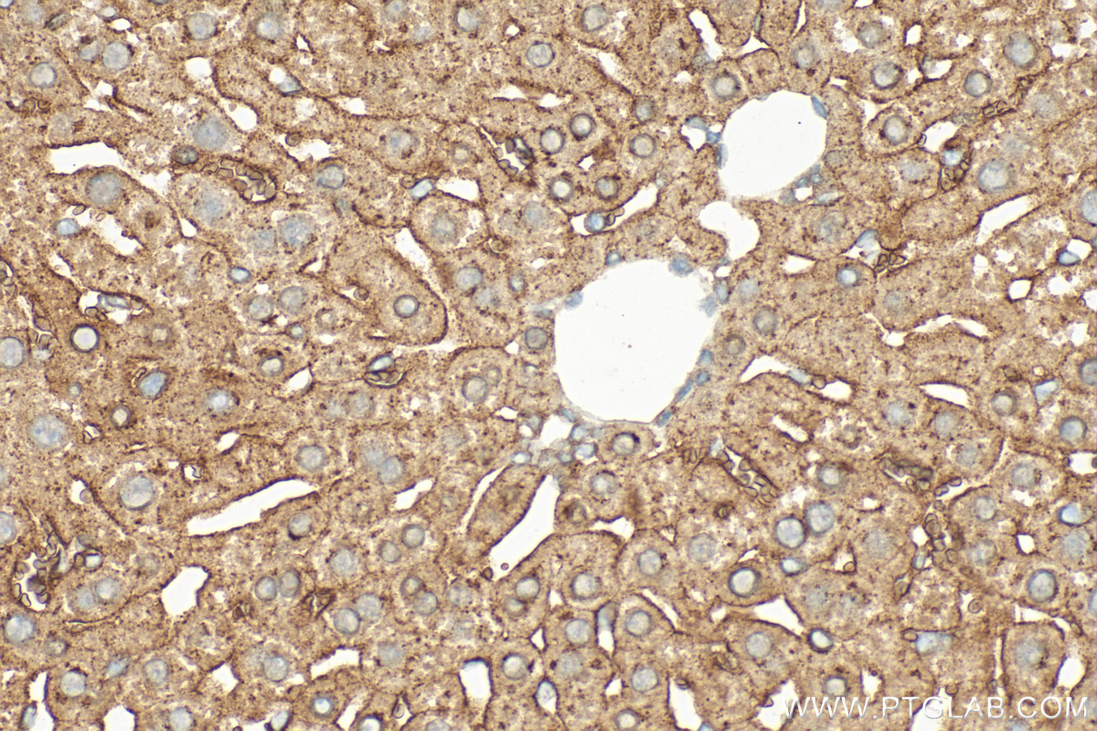 IHC staining of mouse liver using 32381-1-AP