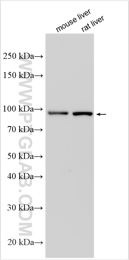 WB analysis using 32381-1-AP