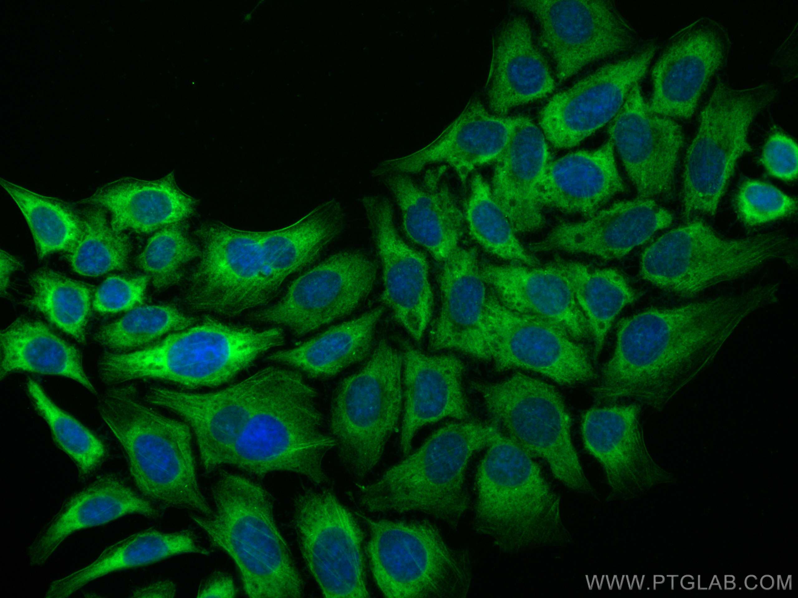 IF Staining of HepG2 using CL488-15508