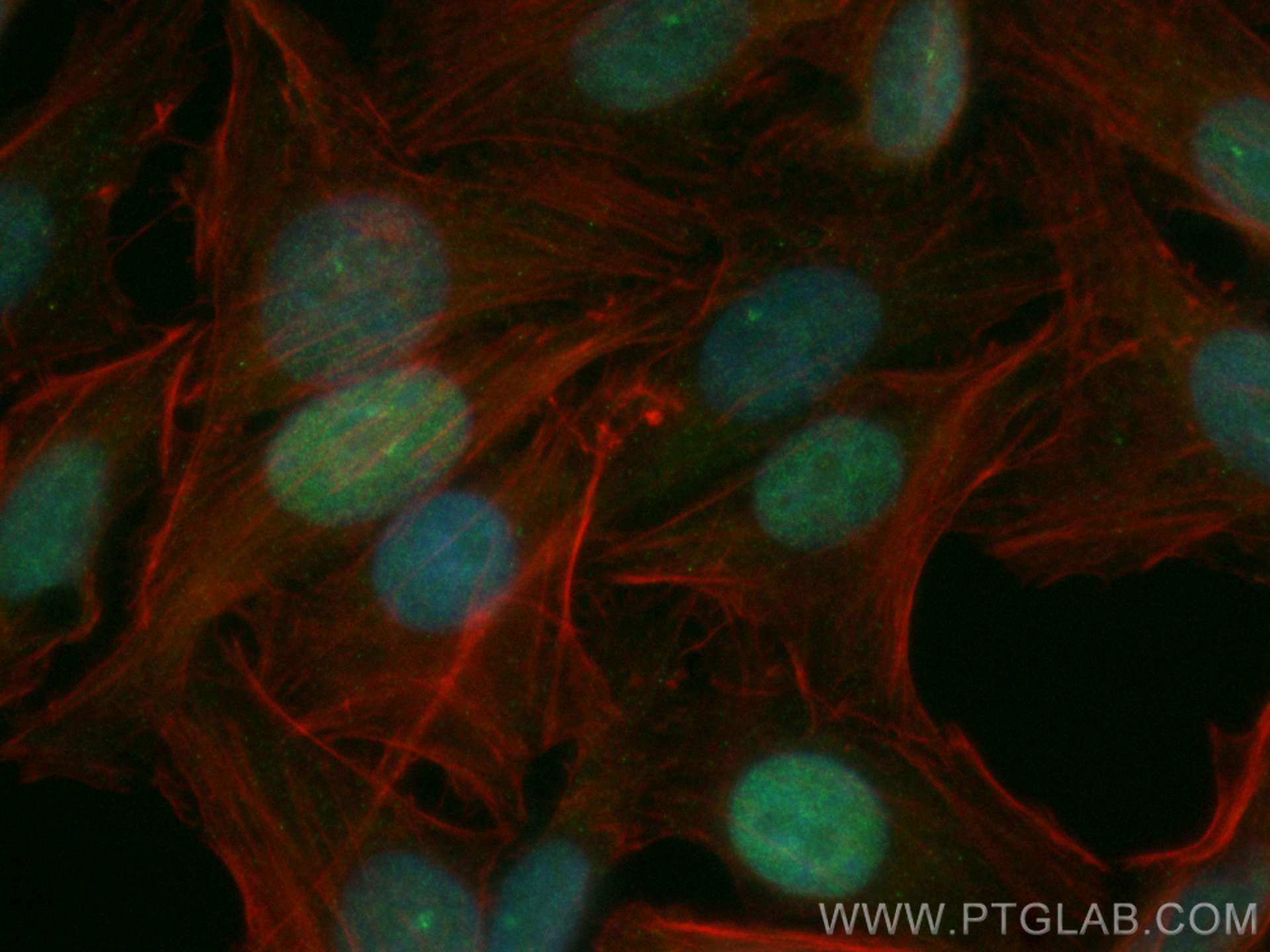 IF Staining of HepG2 using CL488-66016