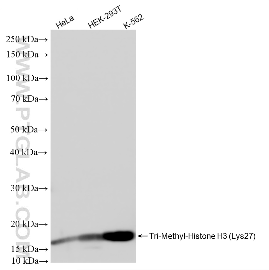 WB analysis using 86992-1-RR (same clone as 86992-1-PBS)