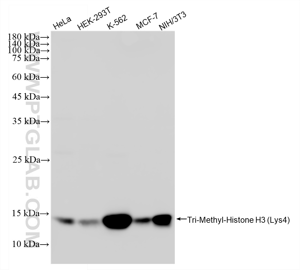WB analysis using 84908-3-RR WB analysis using 84908-3-RR