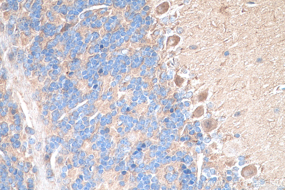 IHC staining of mouse cerebellum using 29961-1-AP