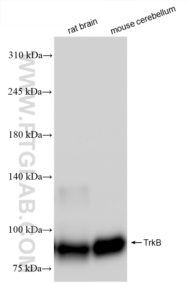 WB analysis using 80878-6-RR (same clone as 80878-6-PBS)