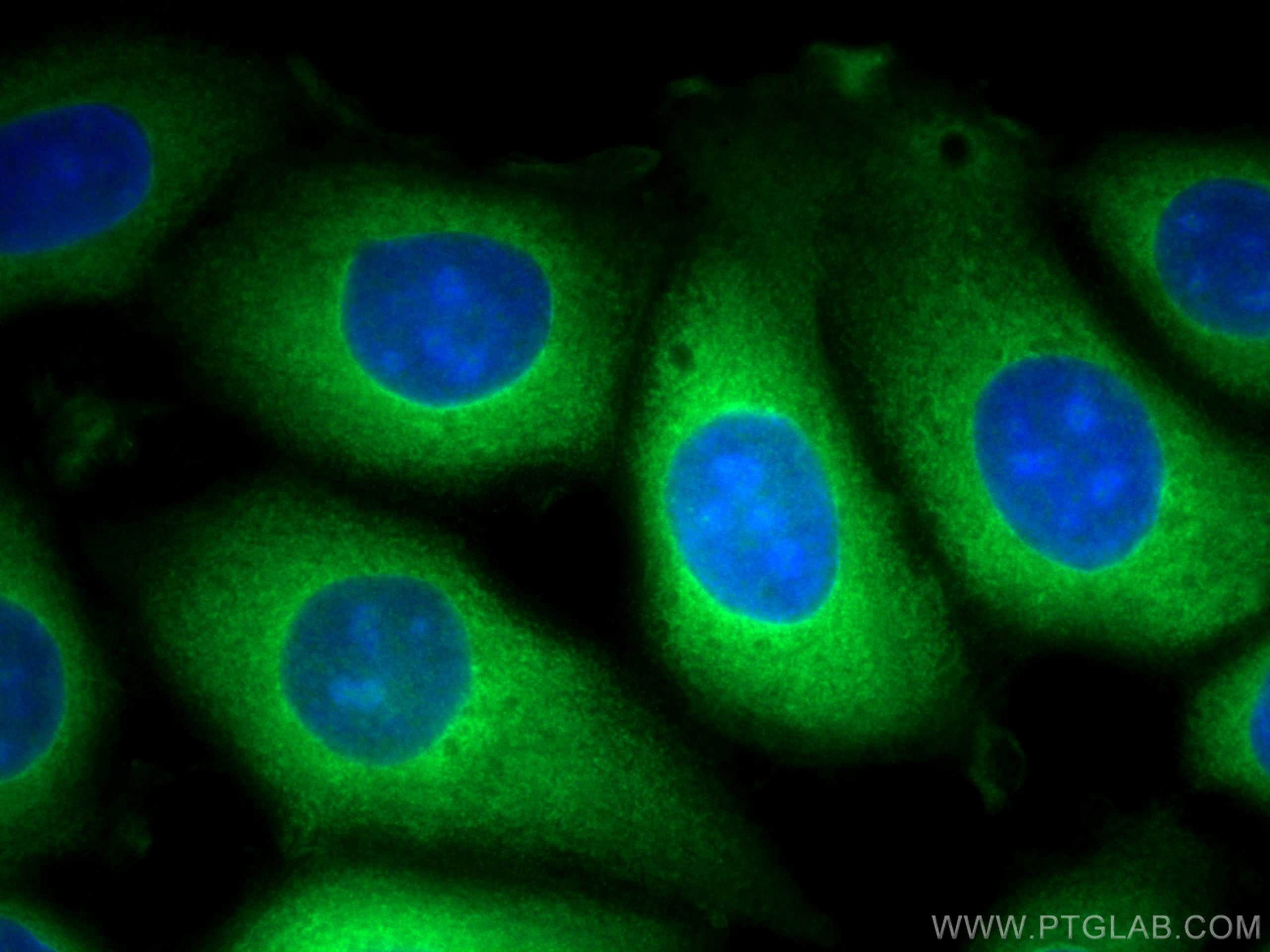 IF Staining of MCF-7 using CL488-67952