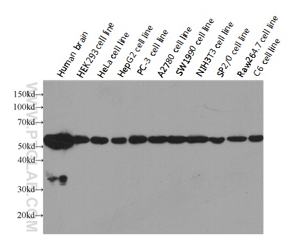 HRP-conjugated Alpha Tubulin Monoclonal antibody