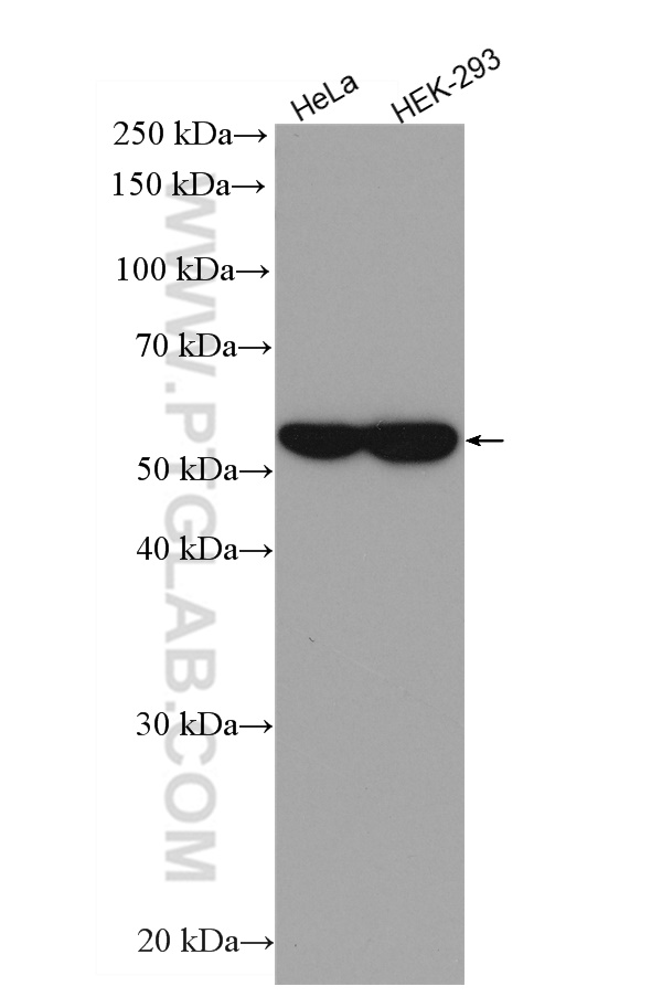 WB analysis of HeLa using HRP-66031