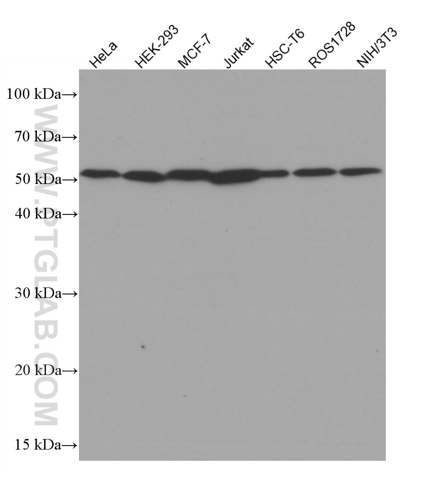 WB analysis using 66240-1-Ig (same clone as 66240-1-PBS)