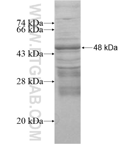 U2AF1L4 fusion protein Ag10979 SDS-PAGE