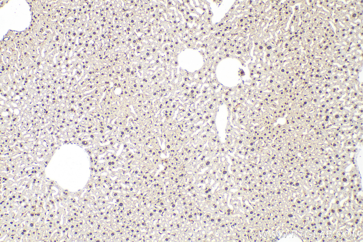 IHC staining of mouse liver using 68166-1-Ig (same clone as 68166-1-PBS)