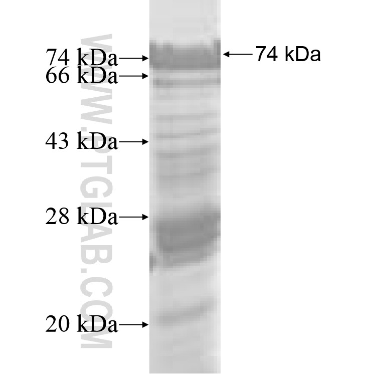 UBA2 fusion protein Ag7586 SDS-PAGE