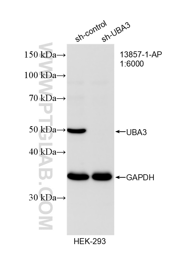 WB analysis of HEK-293 using 13857-1-AP
