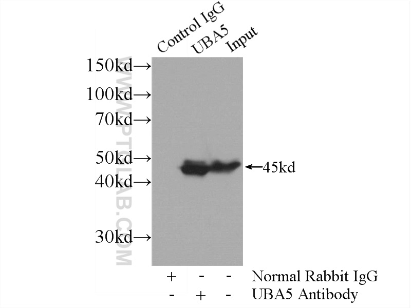 IP experiment of HeLa using 12093-1-AP