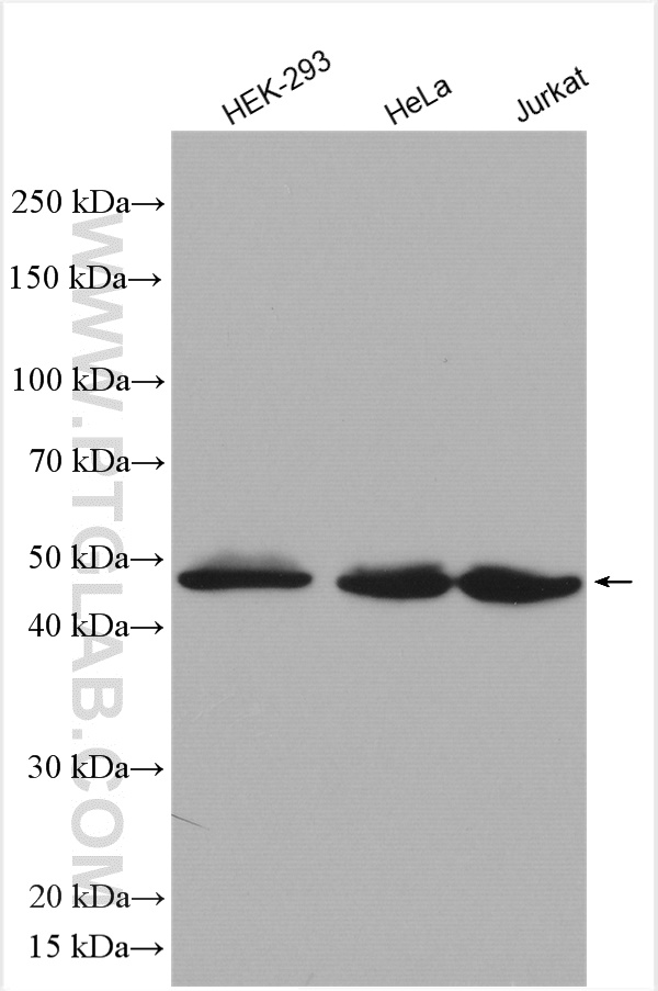 WB analysis using 12093-1-AP