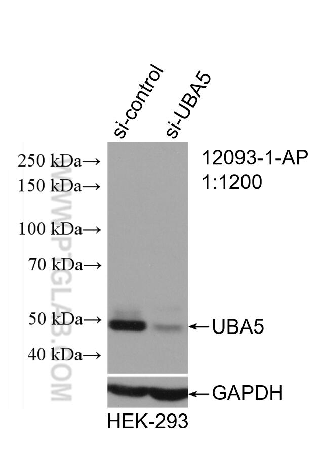 WB analysis of HEK-293 using 12093-1-AP