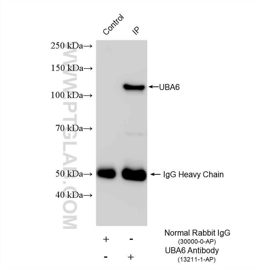 IP experiment of HEK-293 using 13211-1-AP