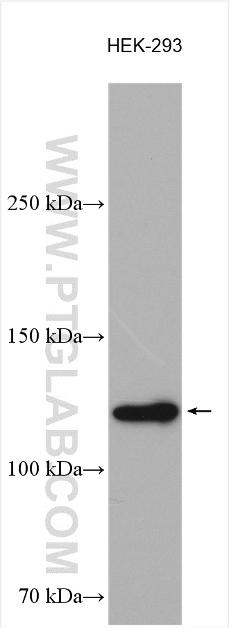 WB analysis using 13211-1-AP