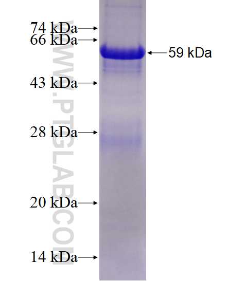 UBA6 fusion protein Ag4000 SDS-PAGE