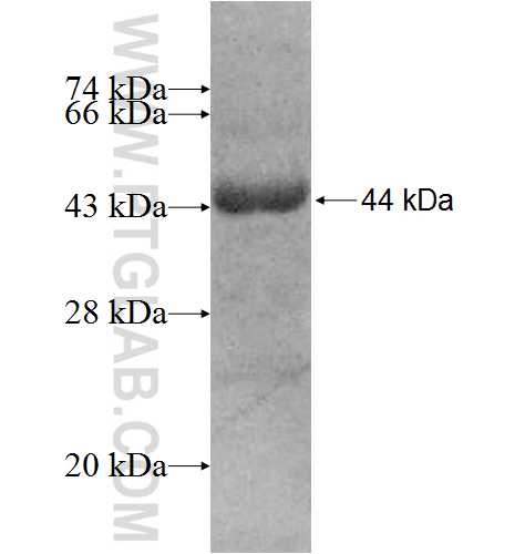 UBA7 fusion protein Ag8692 SDS-PAGE