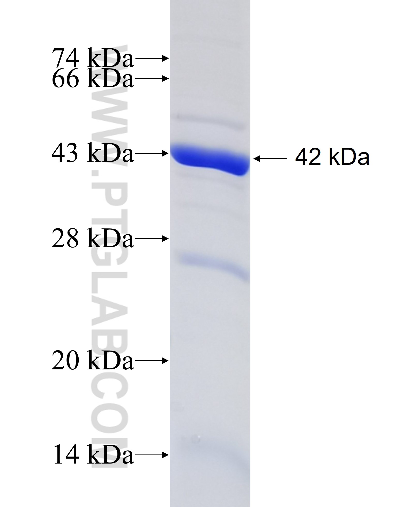 UBA7 fusion protein Ag8692 SDS-PAGE