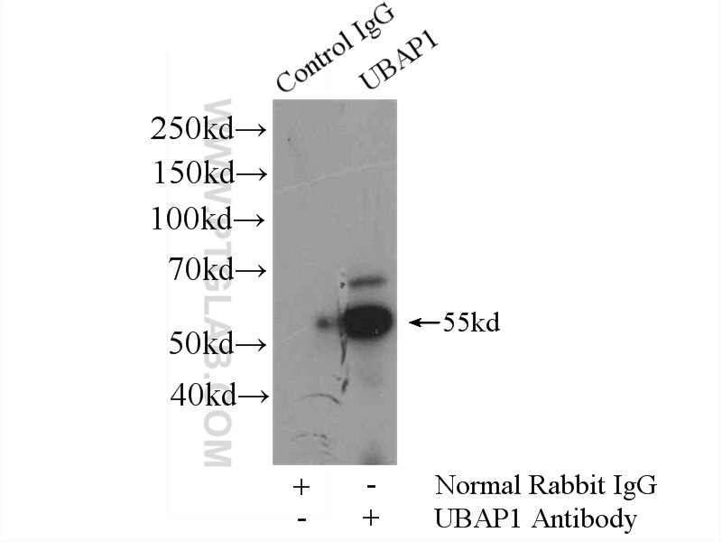 IP experiment of mouse brain using 12385-1-AP