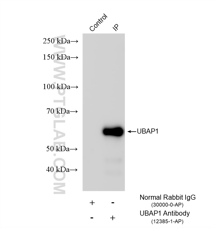 IP experiment of mouse brain using 12385-1-AP