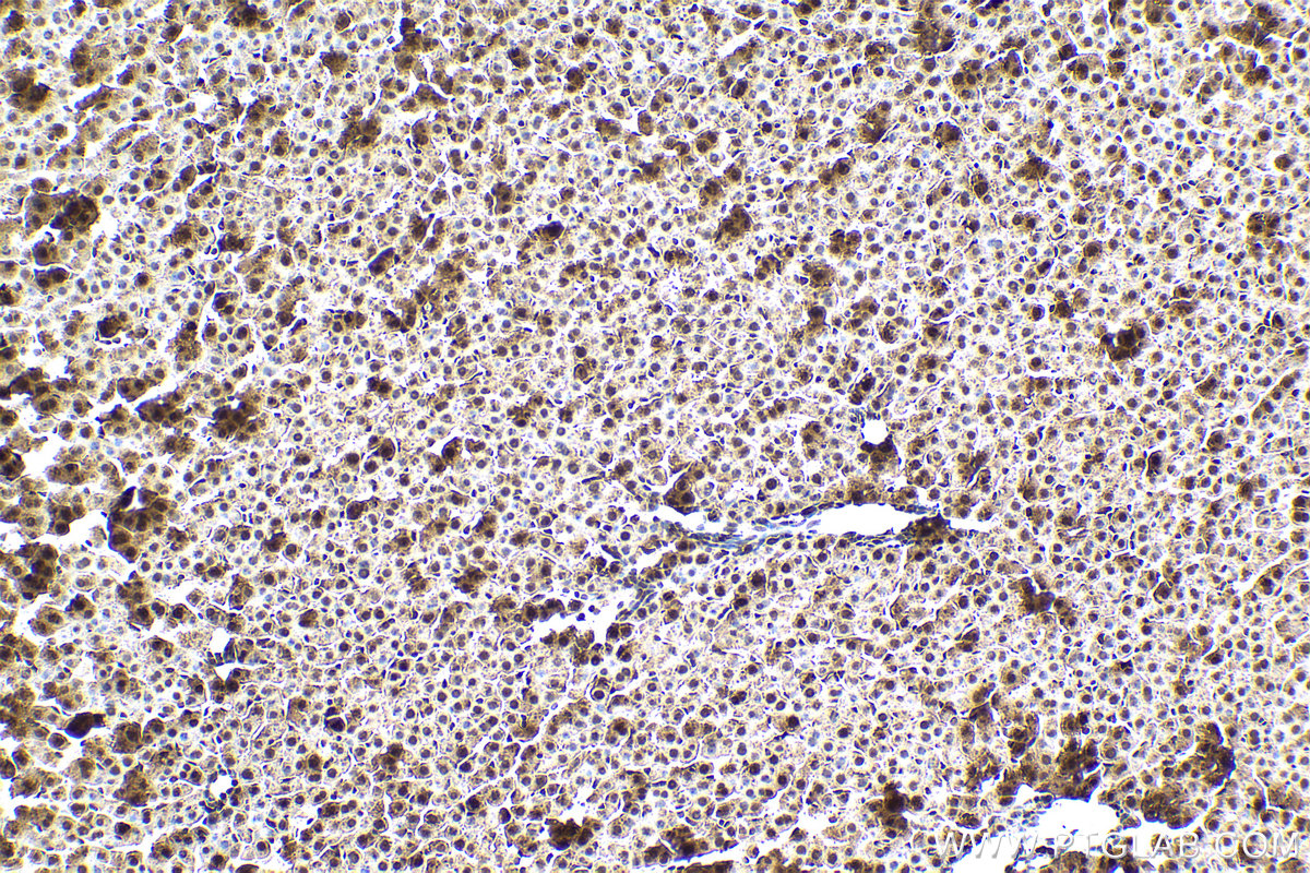 IHC staining of rat liver using 10457-1-AP