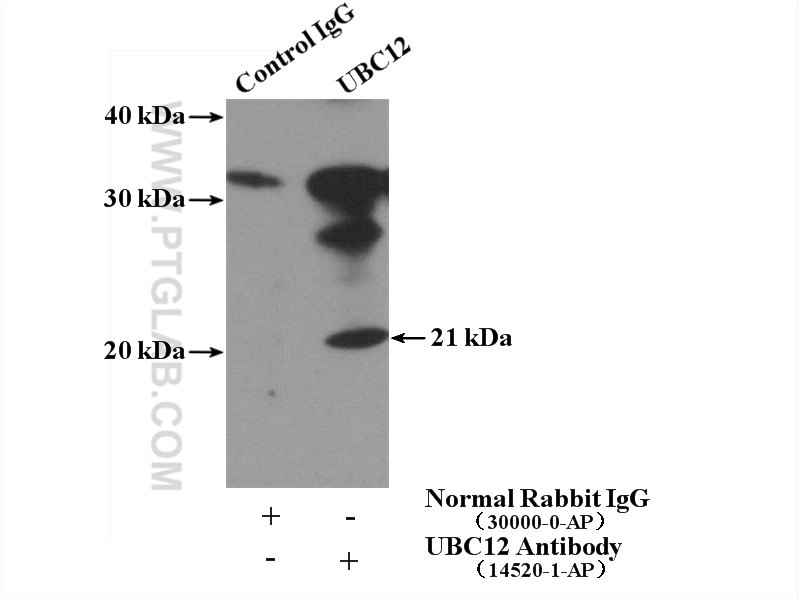 IP experiment of L02 using 14520-1-AP